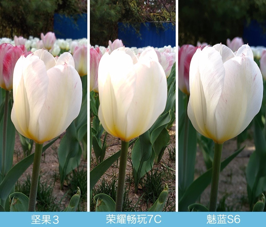 堅(jiān)果3、榮耀暢玩7C、魅藍(lán)S6拍照樣張對(duì)比 千元機(jī)拍照哪個(gè)好?