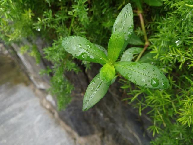 紅米6 Pro值得買嗎？紅米6 Pro全面屏評測
